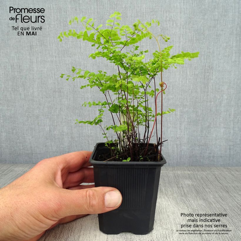 Exemplaar van Adiantum pedatum Imbricatum - Venushaar Kweekpotje van 8/9 cm zoals geleverd in de lente