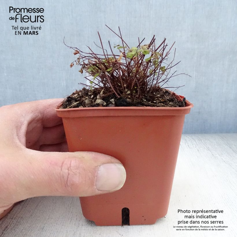 Exemplaar van Adiantum pedatum - Venushaar Kweekpotje van 8/9 cm zoals geleverd in de lente