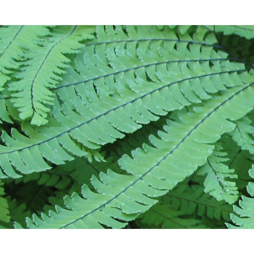 Adiantum pedatum Imbricatum - Venushaar (Blad)