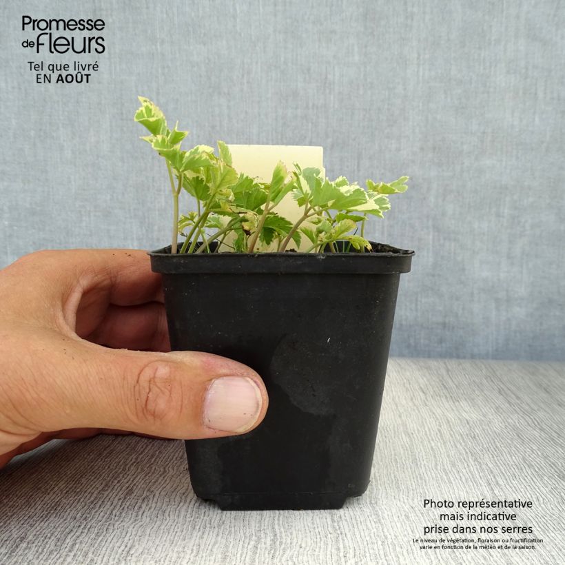 Exemplaar van Aegopodium podagraria Variegata - Zevenblad Kweekpotje van 7/8 cm zoals geleverd in de zomer