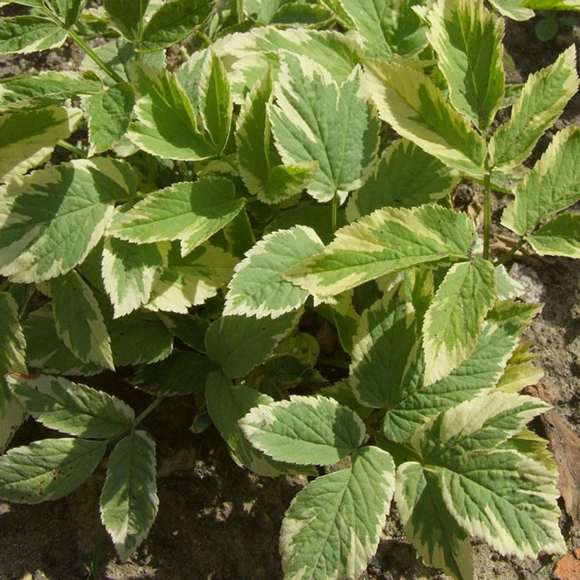 Aegopodium podagraria Variegata - Zevenblad (Blad)