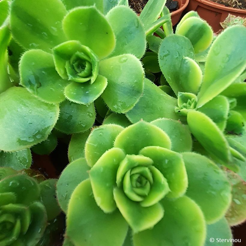 Aeonium Floresens - Huislookboom (Blad)
