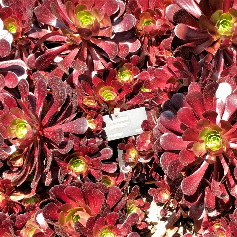 Aeonium arboreum Garnet - Boom-aeonium (Foliage)
