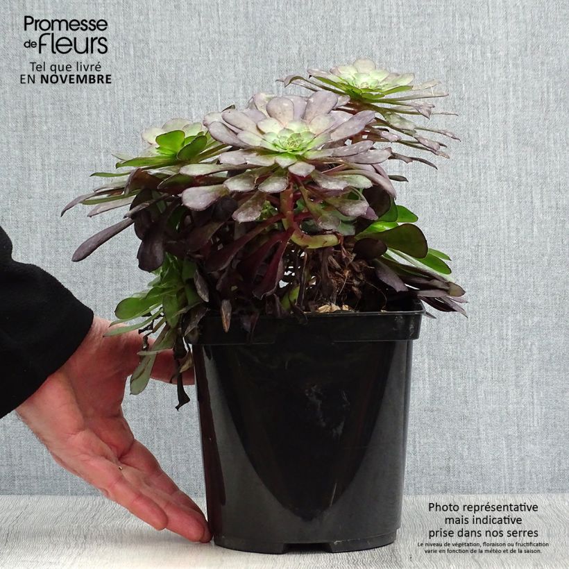 Exemplaar van Aeonium arboreum Garnet - Boom-aeonium Pot van 3 l/4 l zoals geleverd in de herfst