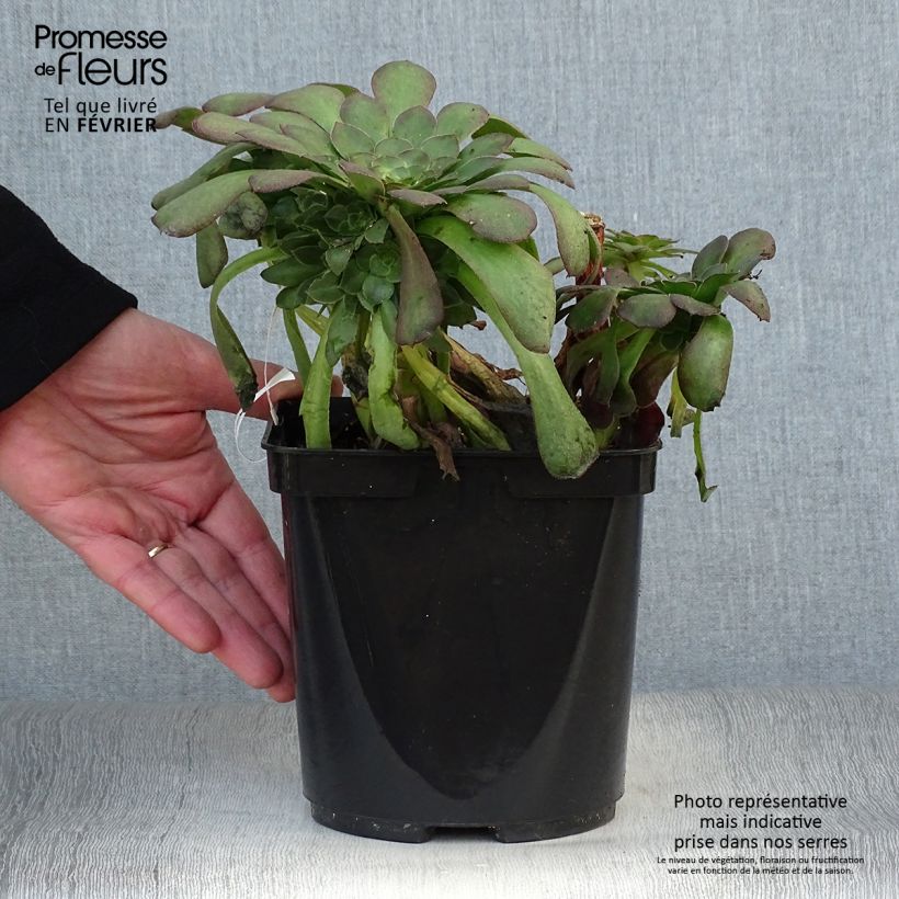 Example of Aeonium arboreum Garnet - Boom-aeonium Pot van 3 l/4 l as you get in hiver