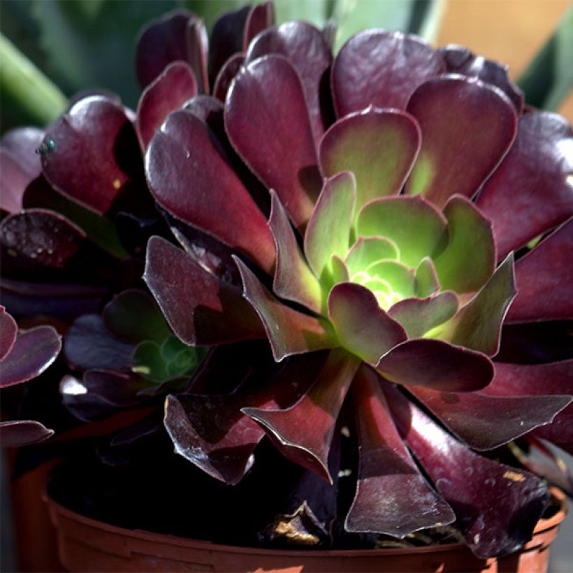 Aeonium arboreum var. atropurpureum Schwarzkopf - Zwartkop (Bloei)