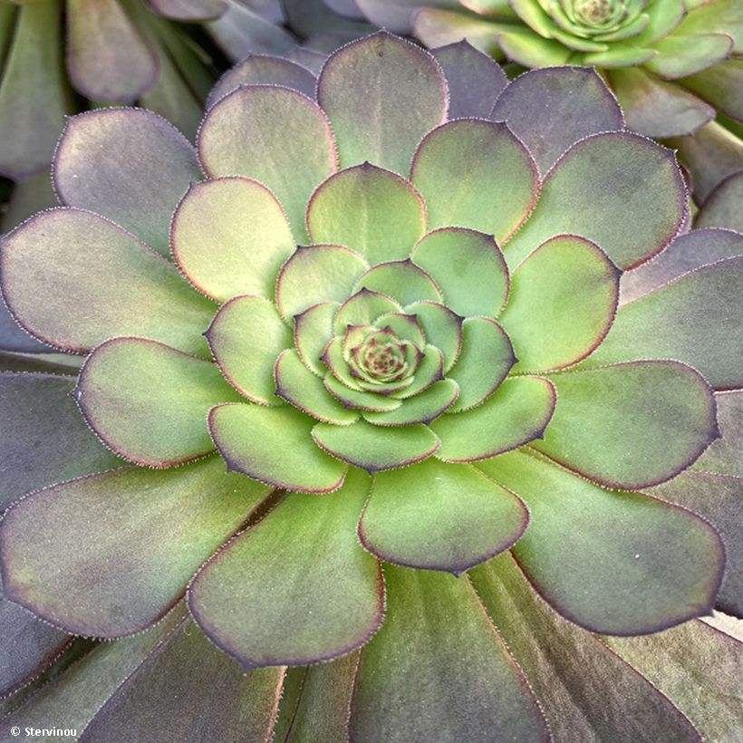 Aeonium arboreum Tip Top - Boom-aeonium (Blad)