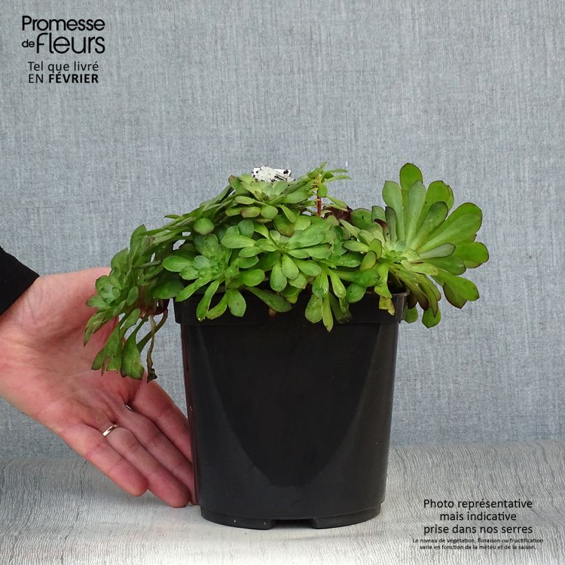 Exemplaar van Aeonium arboreum Tip Top - Boom-aeonium Pot van 3 l/4 l zoals geleverd in de winter