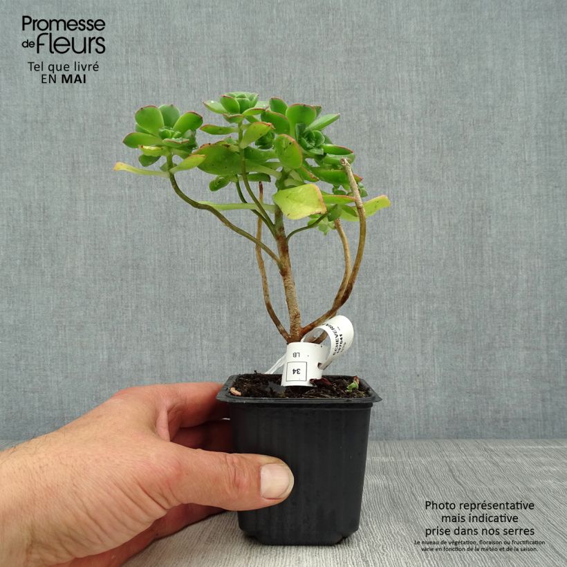 Exemplaar van Aeonium haworthii - Huislookboom Kweekpotje van 8/9 cm zoals geleverd in de lente