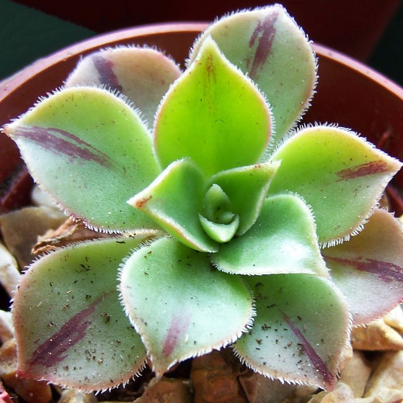 Aeonium leucoblepharum Yemen - Red Stripe (Foliage)