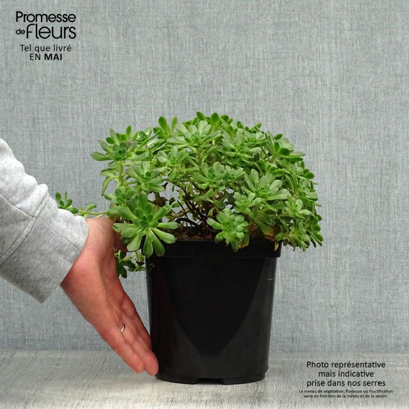 Exemplaar van Aeonium occidentale - Huislookboom Pot van 3 l/4 l zoals geleverd in de lente