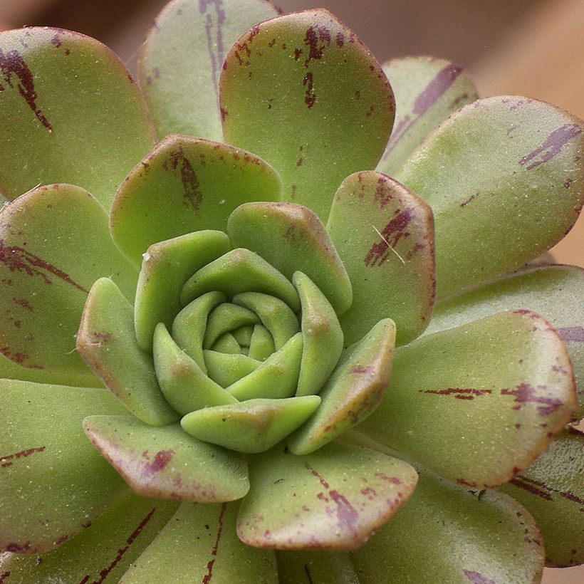 Aeonium occidentale - Huislookboom (Blad)