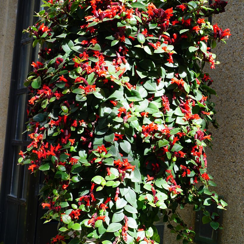 Aeschynanthus Mona Lisa (Groeiplaats)