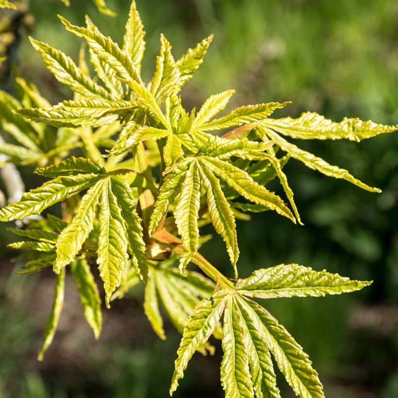 Aesculus hippocastanum Digitata - Witte paardenkastanje (Blad)