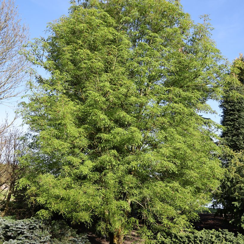 Aesculus hippocastanum Laciniata - Witte paardenkastanje (Groeiplaats)