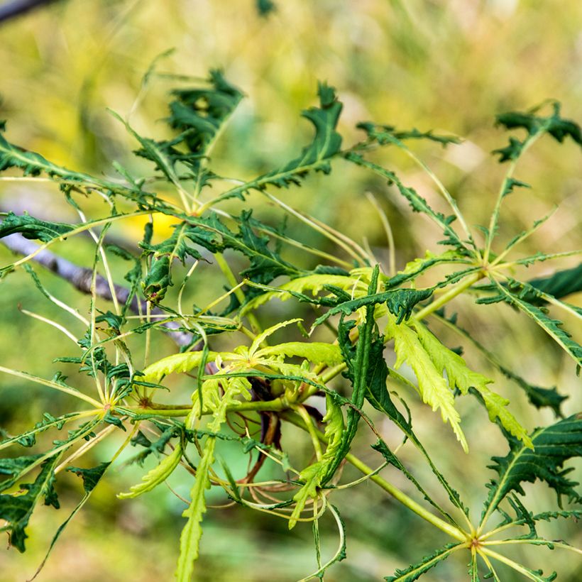 Aesculus hippocastanum Laciniata - Witte paardenkastanje (Blad)