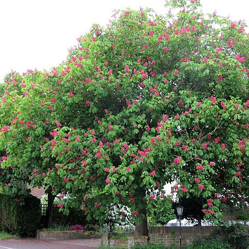 Aesculus x carnea Briotii - Rode paardenkastanje (Groeiplaats)