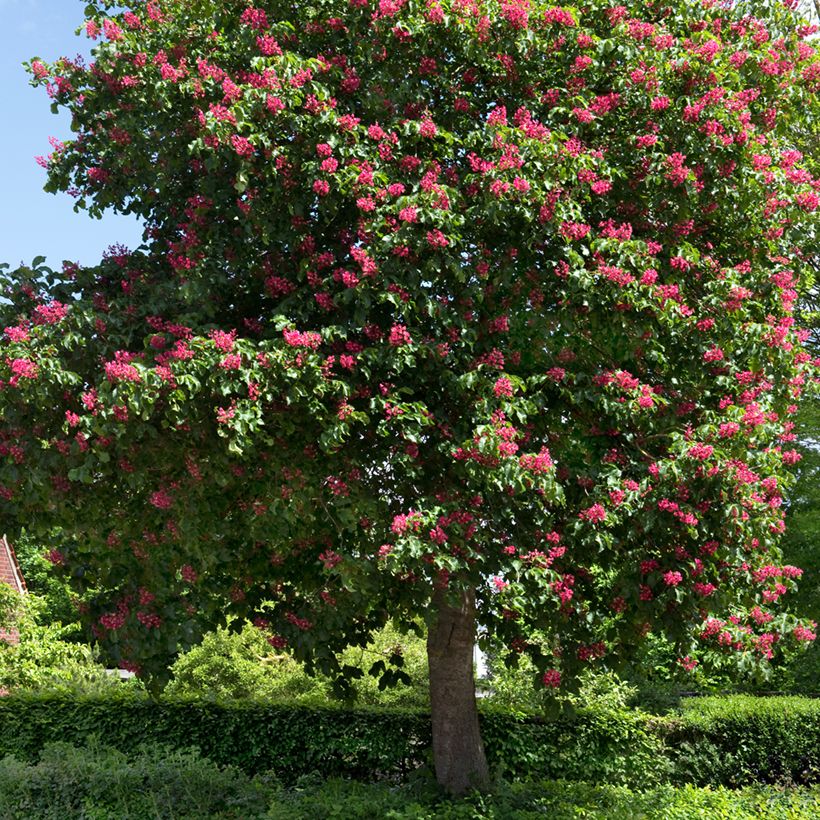 Aesculus x carnea Briotii - Rode paardenkastanje (Groeiplaats)