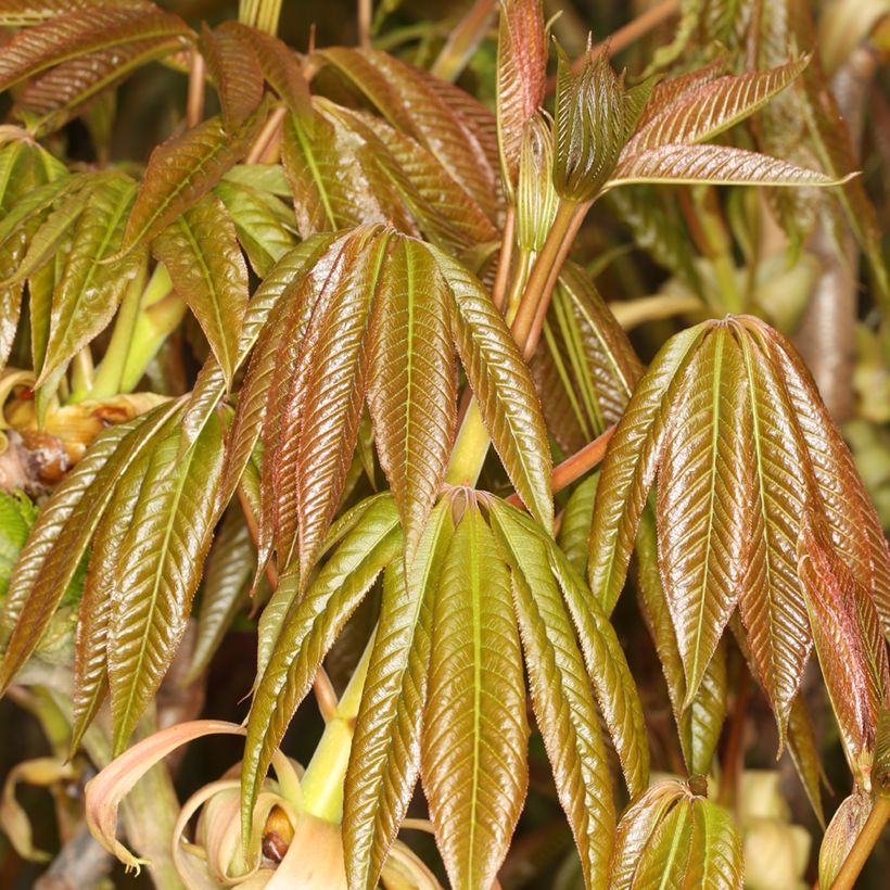 Aesculus chinensis - Indische paardenkastanje (Blad)
