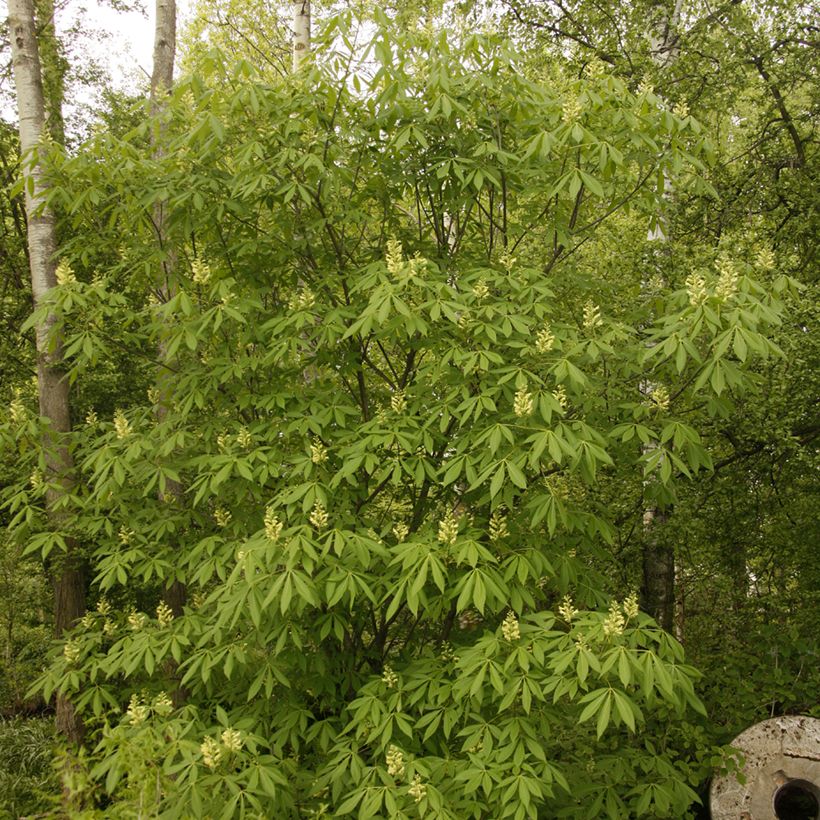 Aesculus x glaucescens - Paardenkastanje (Groeiplaats)
