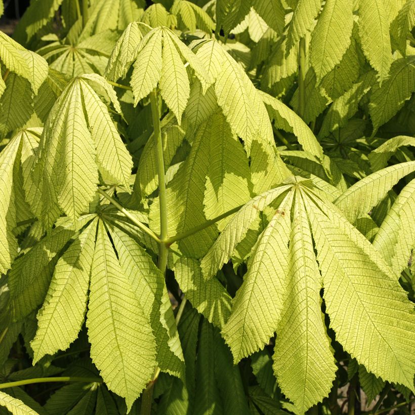 Aesculus hippocastanum Memmingeri - Witte paardenkastanje (Blad)
