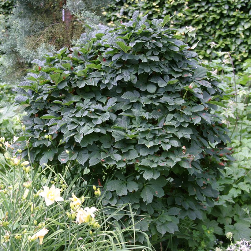 Aesculus hippocastanum Monstrosa - Witte paardenkastanje (Groeiplaats)