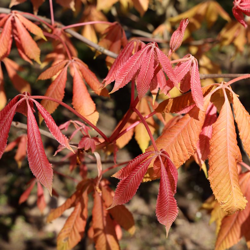 Aesculus neglecta Erythroblastos - Paardenkastanje (Blad)