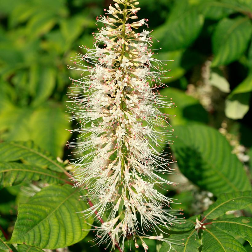 Aesculus parviflora - Herfstpaardenkastanje (Bloei)