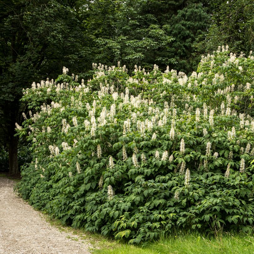 Aesculus parviflora - Herfstpaardenkastanje (Groeiplaats)