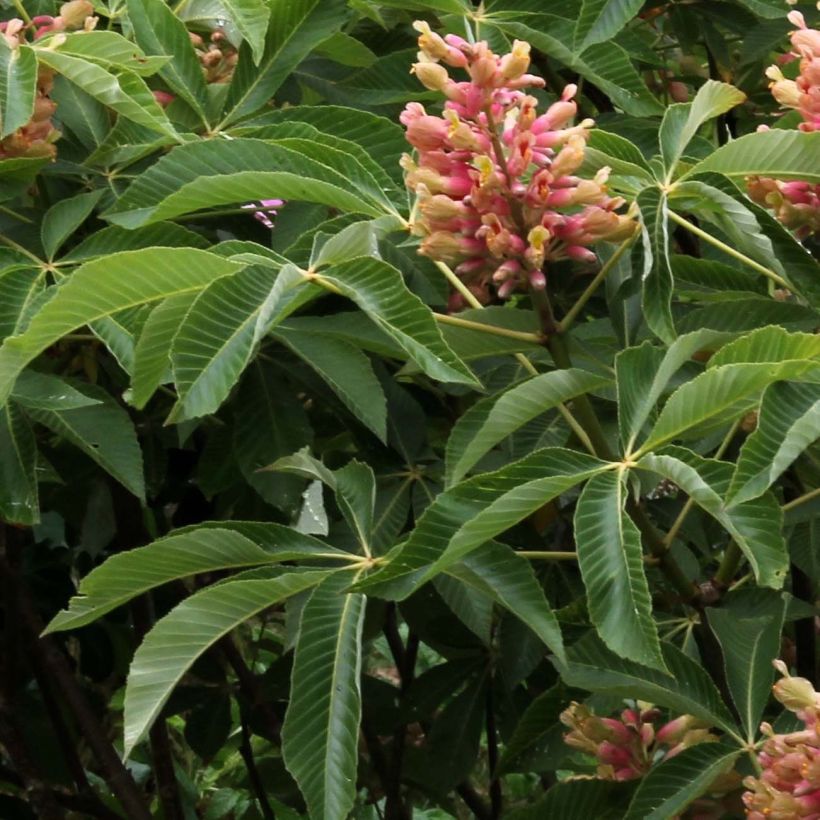 Aesculus pavia var. discolor Koehnei - Rode pavia (Blad)