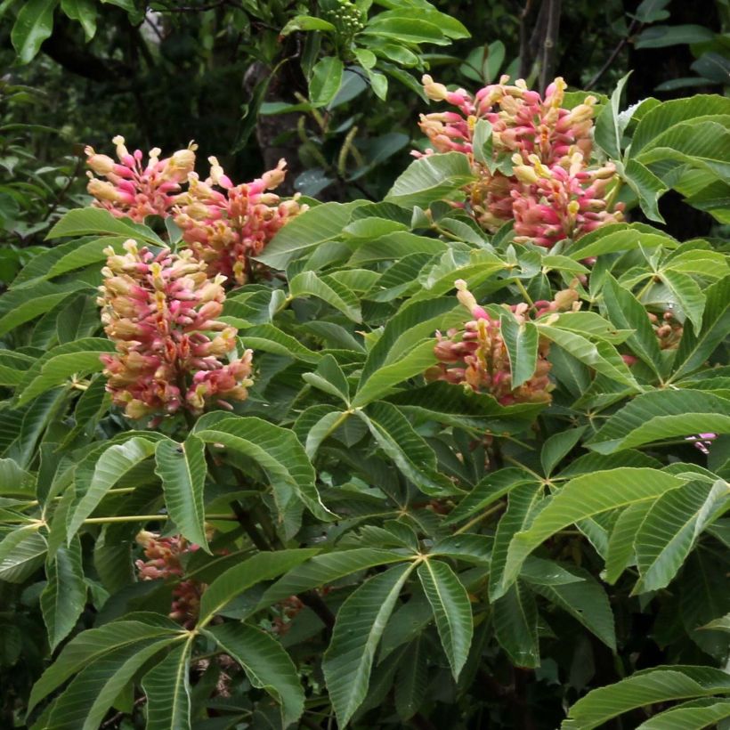 Aesculus pavia var. discolor Koehnei - Rode pavia (Bloei)
