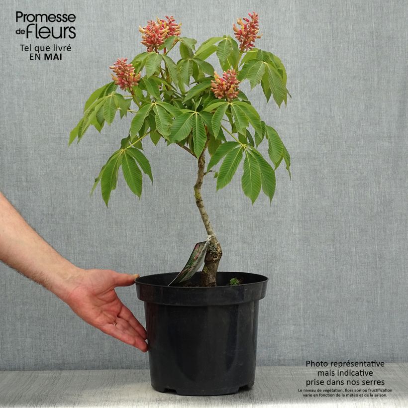 Exemplaar van Aesculus pavia var. discolor Koehnei - Rode pavia Pot van 7,5 l/10 l zoals geleverd in de lente