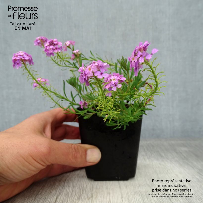 Exemplaar van Aethionema Warley Ruber - Steenkers Kweekpotje van 8/9 cm zoals geleverd in de lente