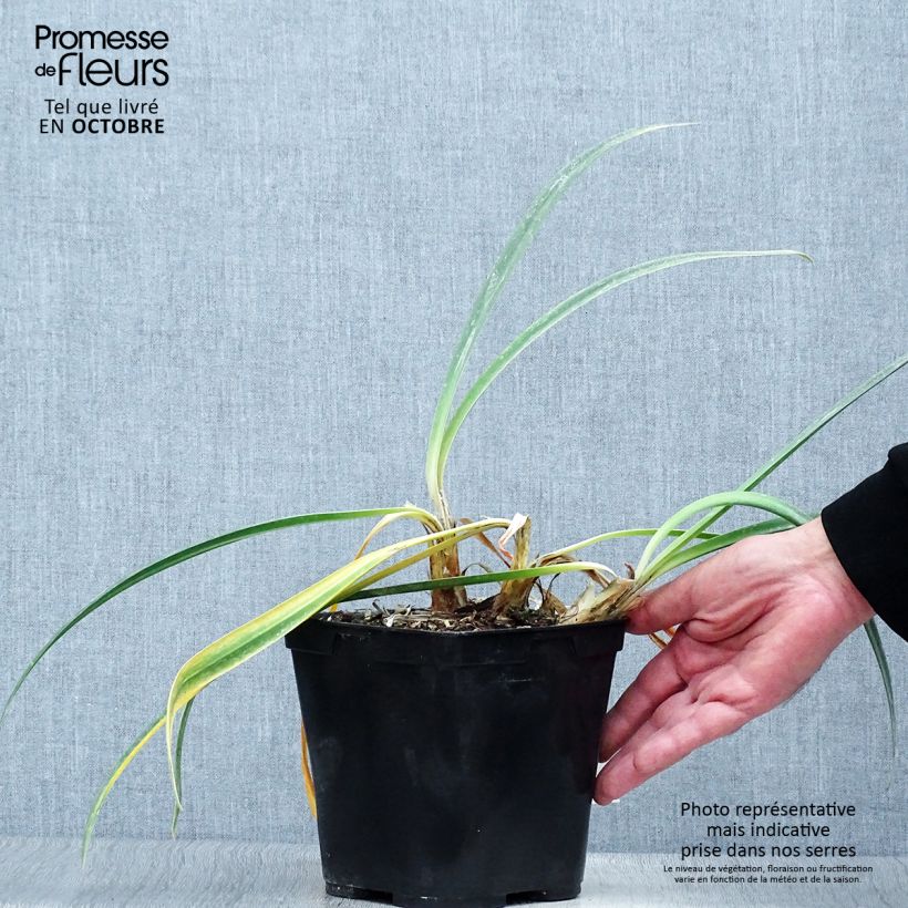 Exemplaar van Agapanthe Arctic Star zoals geleverd in de herfst