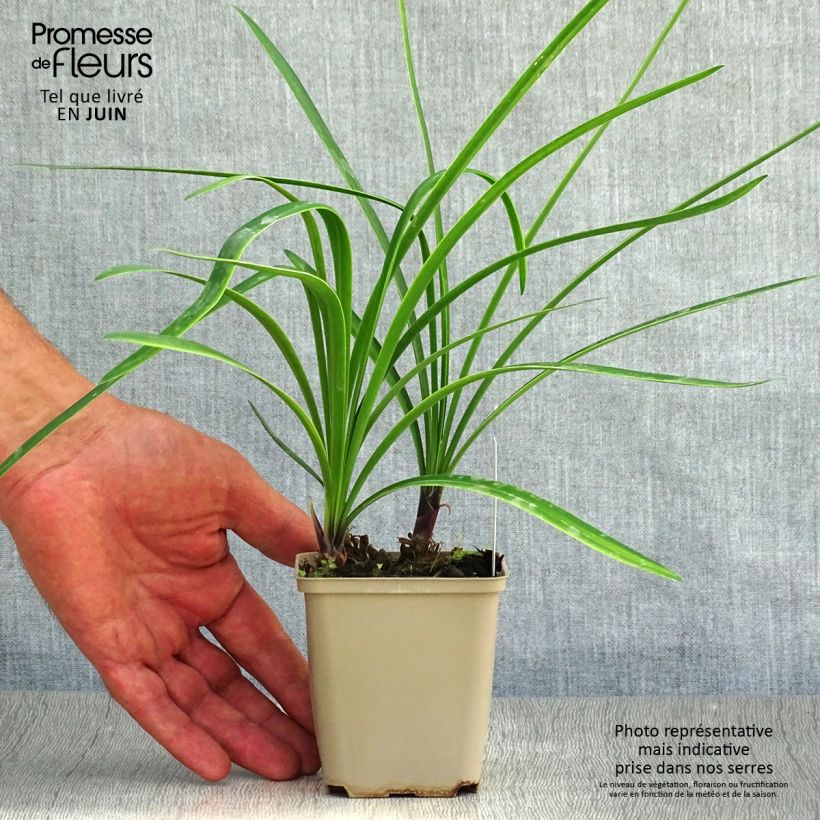 Exemplaar van Agapanthus Back in Black - Afrikaanse lelie Kweekpotje van 8/9 cm zoals geleverd in de zomer