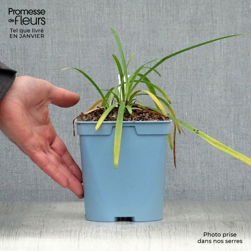 Exemplaar van Agapanthus Black Buddhist - Afrikaanse lelie Pot van 2 l/3 l zoals geleverd in de winter