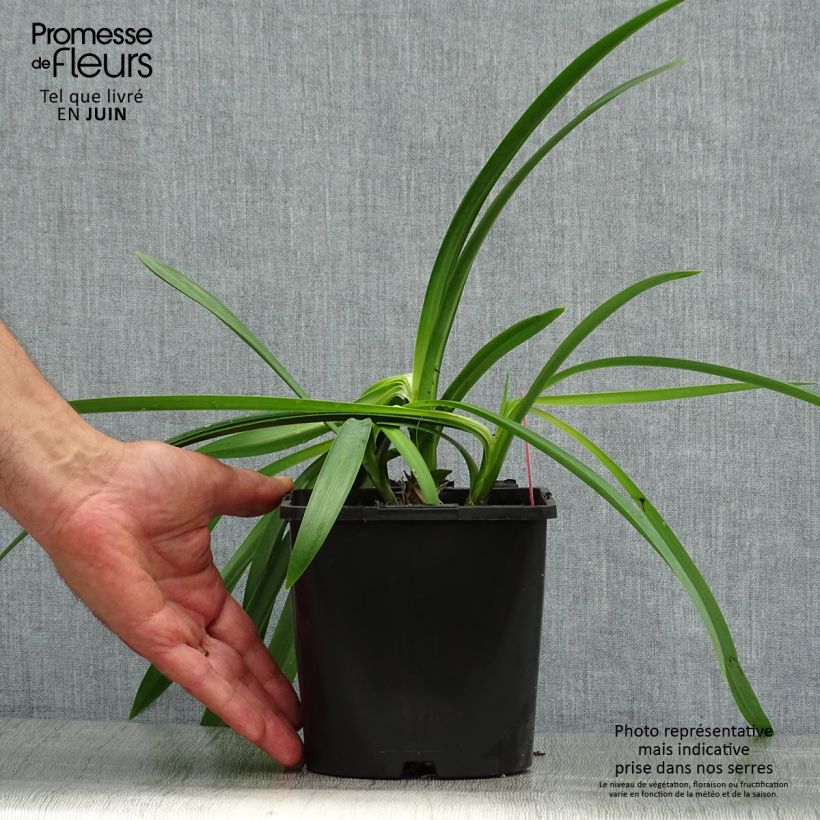 Exemplaar van Agapanthus Black Magic - Afrikaanse lelie Pot van 2 l/3 l zoals geleverd in de zomer