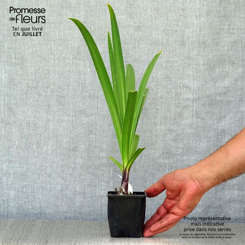 Exemplaar van Agapanthus Black Pantha - Afrikaanse lelie Kweekpotje van 8/9 cm zoals geleverd in de zomer