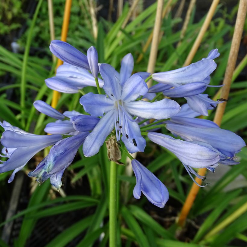 Agapanthus Blue Heaven - Afrikaanse lelie (Bloei)