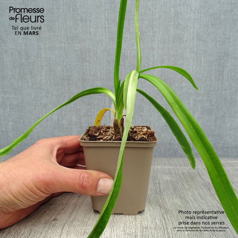 Exemplaar van Agapanthus Blue Heaven - Afrikaanse lelie Kweekpotje van 8/9 cm zoals geleverd in de lente