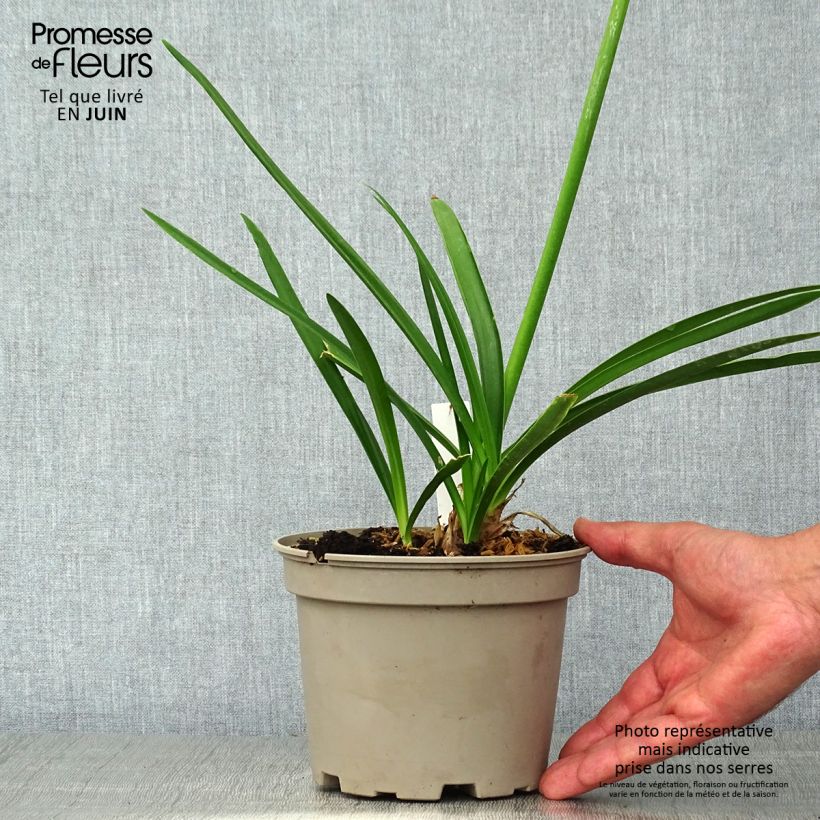Exemplaar van Agapanthus Blue Heaven - Afrikaanse lelie Pot van 2 l/3 l zoals geleverd in de zomer