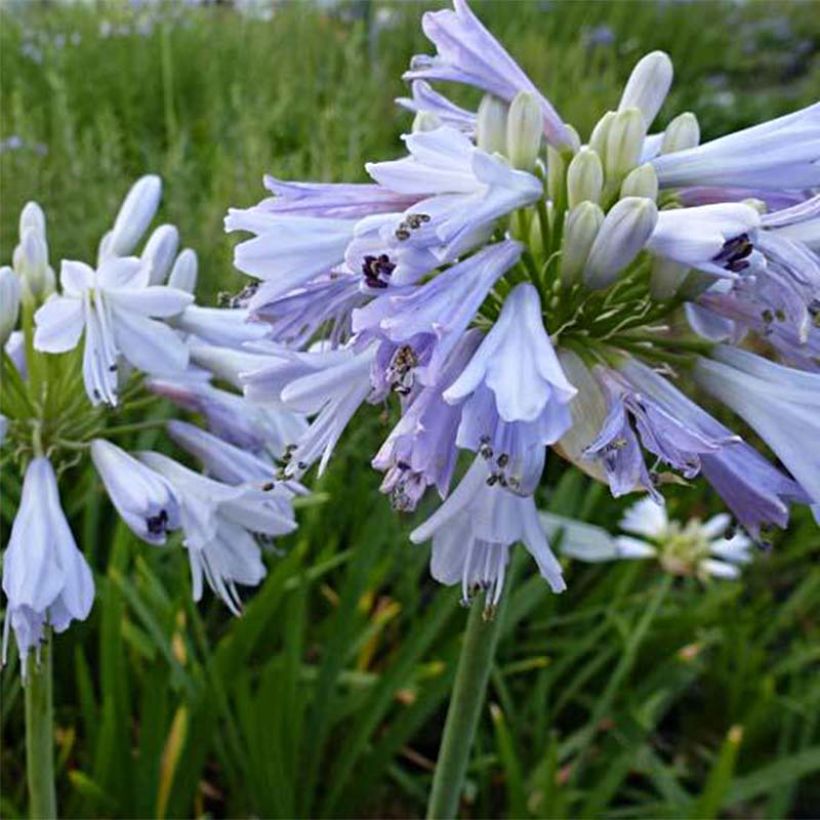 Agapanthus Blue Moon - Afrikaanse lelie (Bloei)