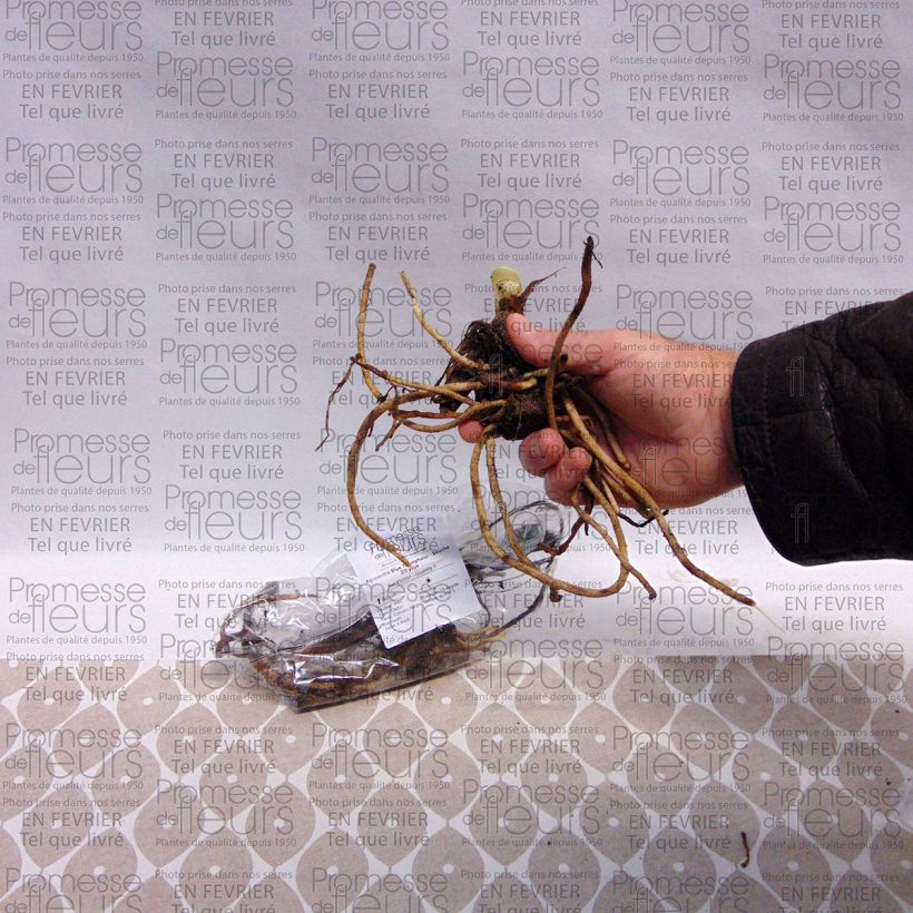 Voorbeeld van een exemplaar van Agapanthus Blue Triumphator - Afrikaanse lelie Stronk, 1–2 ogen zoals geleverd