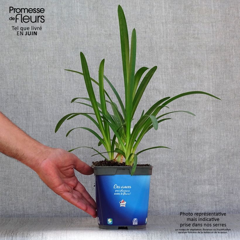 Exemplaar van Agapanthus Blue Triumphator - Afrikaanse lelie Pot van 2 l/3 l zoals geleverd in de zomer