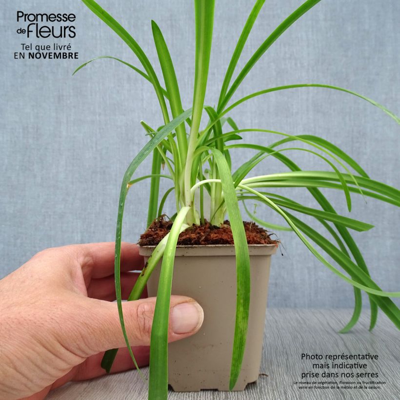 Exemplaar van Agapanthus Brilliant Blue - Afrikaanse lelie Kweekpotje van 8/9 cm zoals geleverd in de herfst