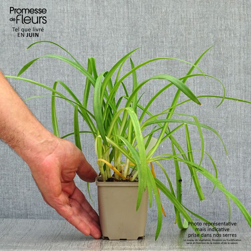 Exemplaar van Agapanthus Brilliant Blue - Afrikaanse lelie Kweekpotje van 8/9 cm zoals geleverd in de zomer