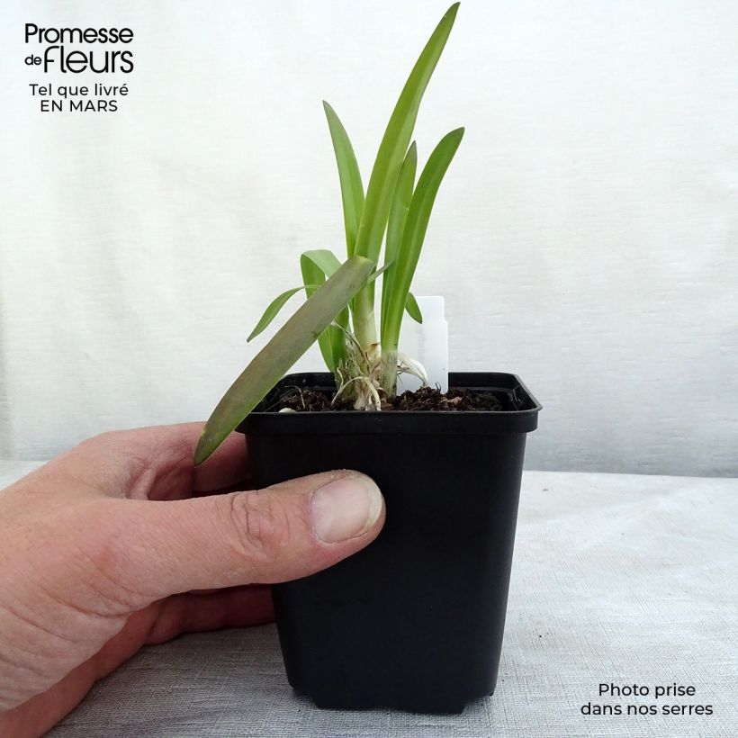 Exemplaar van Agapanthus Brilliant Blue - Afrikaanse lelie Kweekpotje van 8/9 cm zoals geleverd in de lente