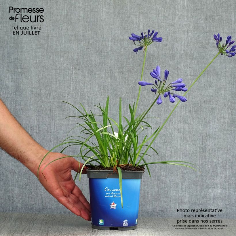 Exemplaar van Agapanthus Brilliant Blue - Afrikaanse lelie Pot van 2 l/3 l zoals geleverd in de zomer