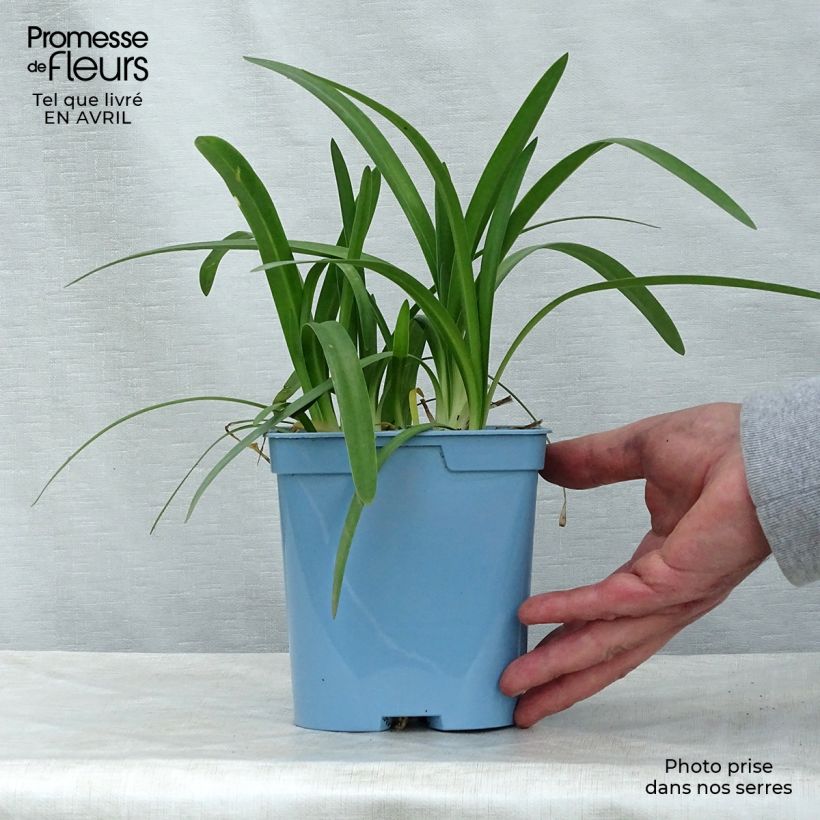 Exemplaar van Agapanthus Charlotte - Afrikaanse lelie Pot van 2 l/3 l zoals geleverd in de lente
