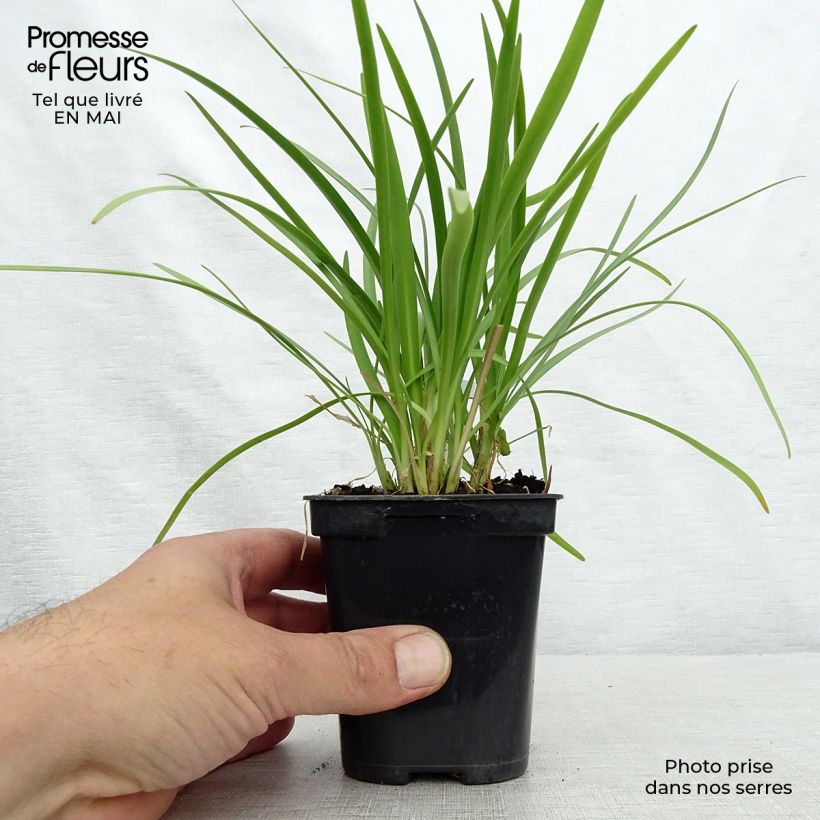 Exemplaar van Agapanthus Charlotte - Afrikaanse lelie Kweekpotje van 8/9 cm zoals geleverd in de lente